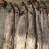 白帶魚
