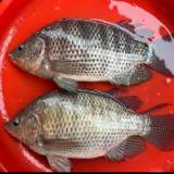 活吳郭魚
