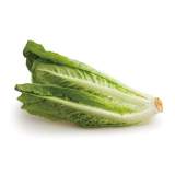 蘿蔓萵苣生菜