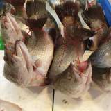 活金目鱸魚