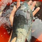 純海水吳郭魚