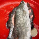 小金目鱸魚