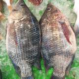 吳郭魚