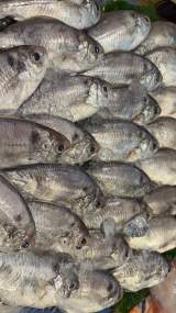 現流肉魚