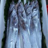 船釣白帶魚