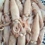 熟小卷