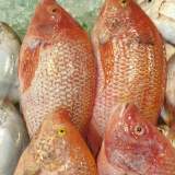 尼羅紅魚