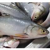 午仔魚