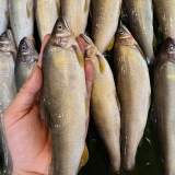 宜蘭公香魚