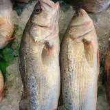 七星鱸魚