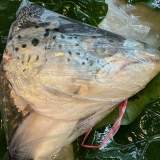 當日現切挪威剖半鮭魚頭