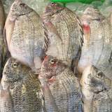 黑鯛魚