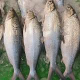 虱目魚