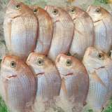 野生盤仔魚