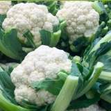白花椰菜（冬季限定）