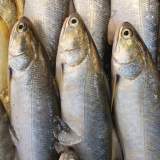 午仔魚