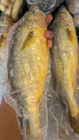 大黃魚