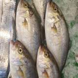 紅柑魚