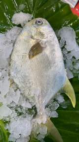福氣滿滿黃金鯧