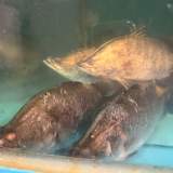 大金目鱸魚