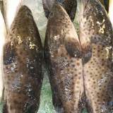 石斑魚