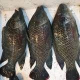 海水吳郭魚