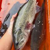 山泉水鱸魚