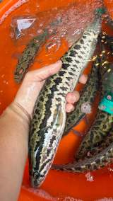 活鱱魚